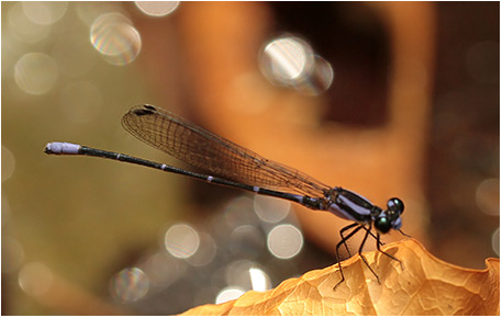 Argia oculata mâle