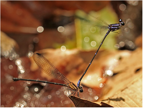 Argia oculata couple en ponte