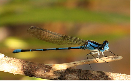 Argia popoluca mâle