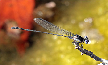 Argia translata mâle