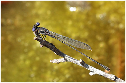 Argia translata mâle