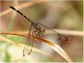 Dythemis nigra femelle