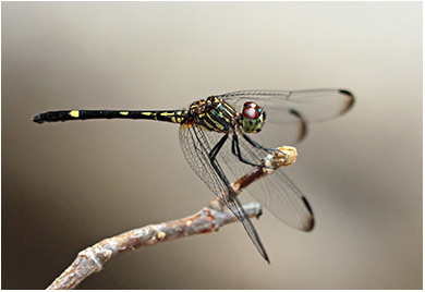 Dythemis nigra femelle