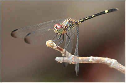 Dythemis nigra femelle