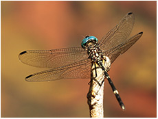 Dythemis nigra mâle