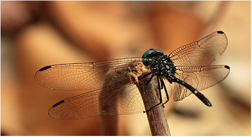 Dythemis nigra mâle