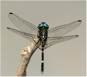 Dythemis nigra mâle