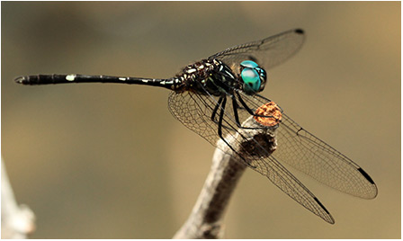 Dythemis nigra mâle