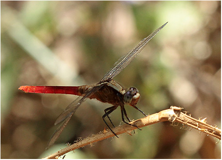 Erythemis peruviana mâle