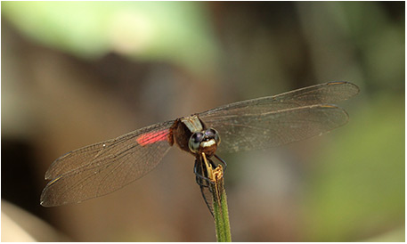 Erythemis peruviana mâle