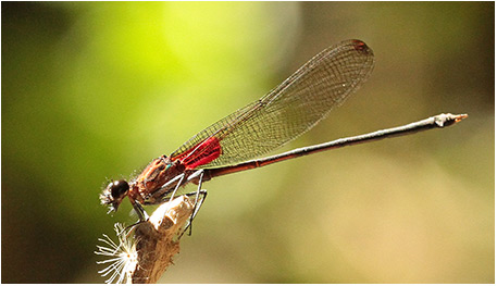 Hetaerina cruentata mâle