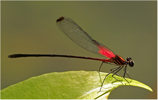 Hetaerina fuscoguttata