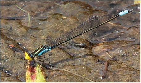 Neoerythromma cultellatum mâle