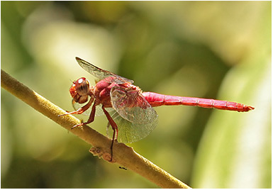 Orthemis discolor mâle