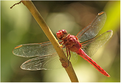 Orthemis discolor mâle