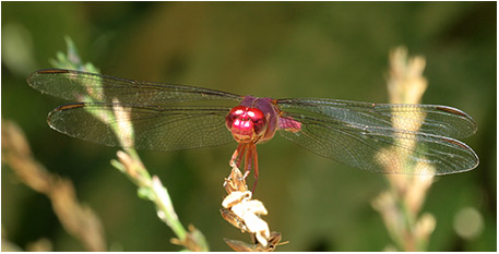 Orthemis discolor mâle