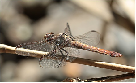 Orthemis ferruginea femelle