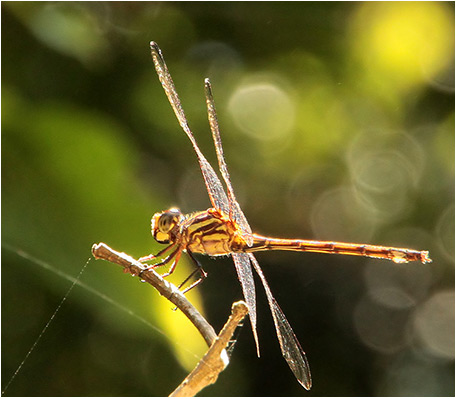 orthemis levis femelle