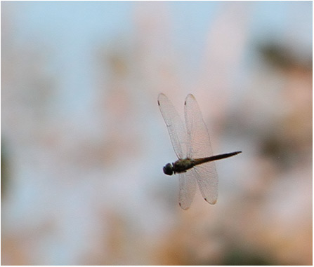 Pantala flavescens