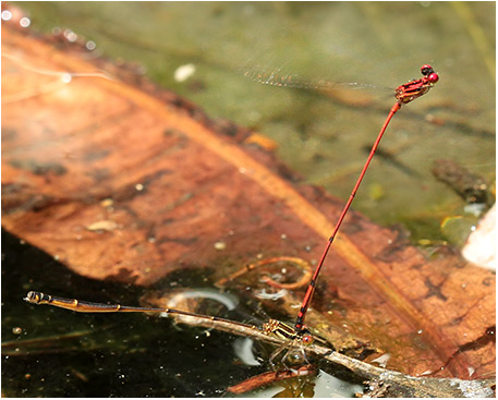 Protoneura amatoria