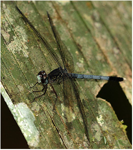 Uracis turrialba mâle