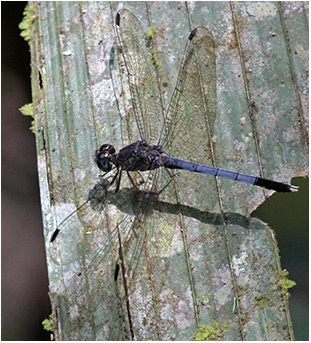 Uracis turrialba mâle