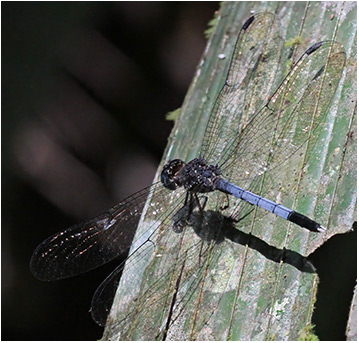 Uracis turrialba mâle