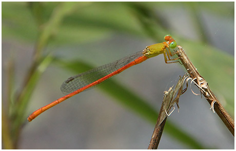 Ceriagrion auranticum mâle