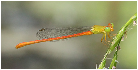 Ceriagrion auranticum mâle