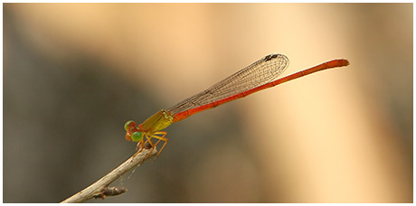 Ceriagrion auranticum mâle