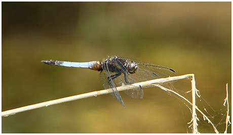 Orthetrum glaucum mâle