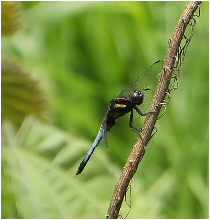 Orthetrum glaucum mâle