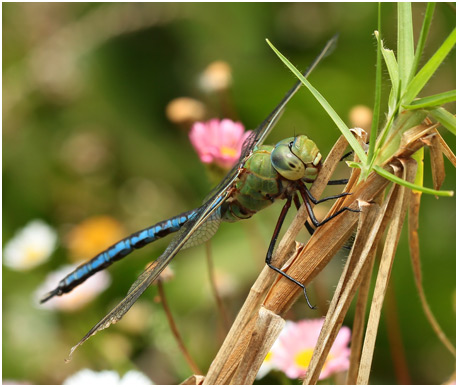 Anax imperator mauricianus