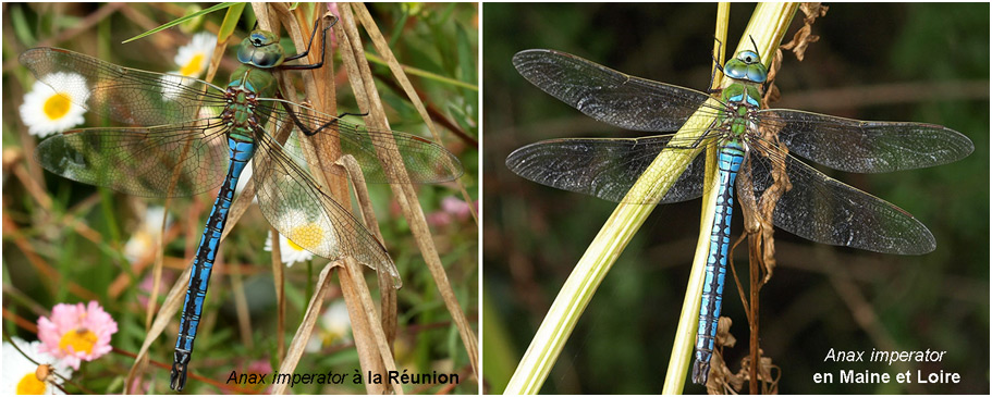 Anax imperator à la Réunion et en Métropole