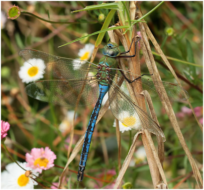 Anax imperator mauricianus mâle