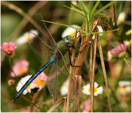 Anax imperator mauricianus mâle