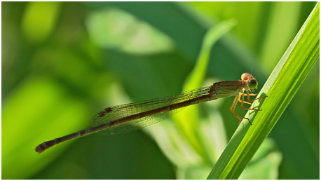 Ceriagrion glabrum femelle, Common citril