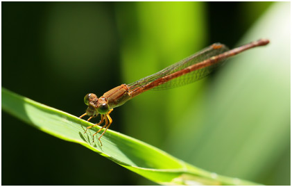 Ceriagrion glabrum femelle, Common citril