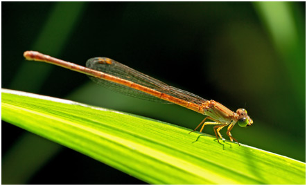 Ceriagrion glabrum femelle, Common citril