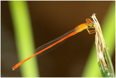 Ceriagrion glabrum mâle, Common Citril