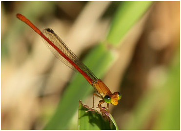 Ceriagrion glabrum mâle, Common Citril