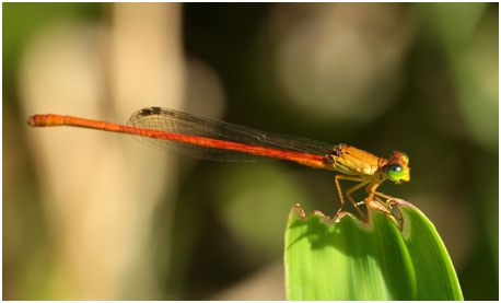 Ceriagrion glabrum mâle, Common Citril