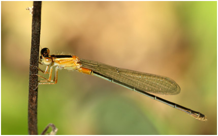 Ischnura senegalensis femelle, la Réunion