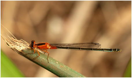 Ischnura senegalensis femelle, la Réunion