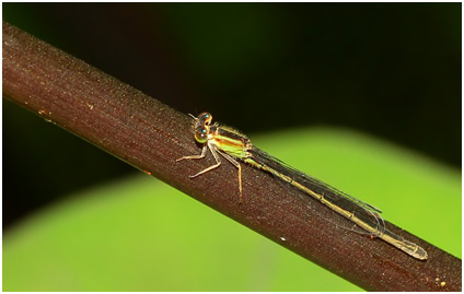 Ischnura senegalensis femelle, la Réunion