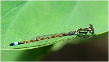 Ischnura senegalensis mâle