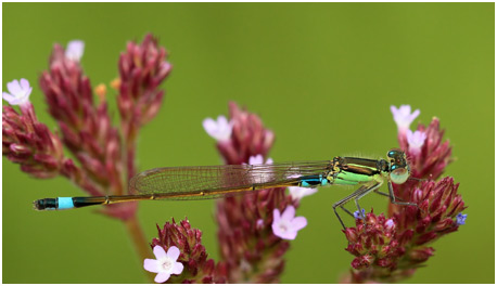 Ischnura senegalensis mâle