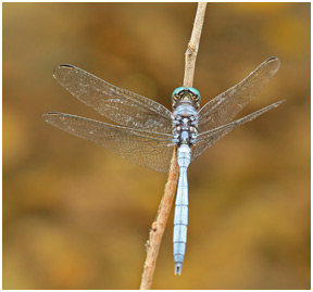 Orthetrum stemmale