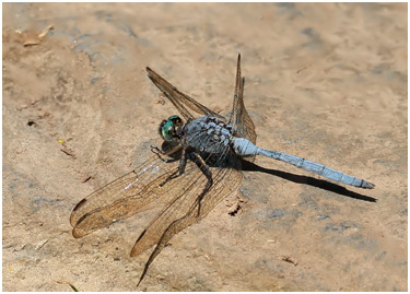 Orthetrum stemmale