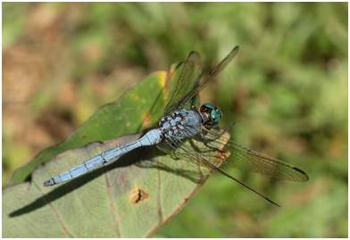 Orthetrum stemmale